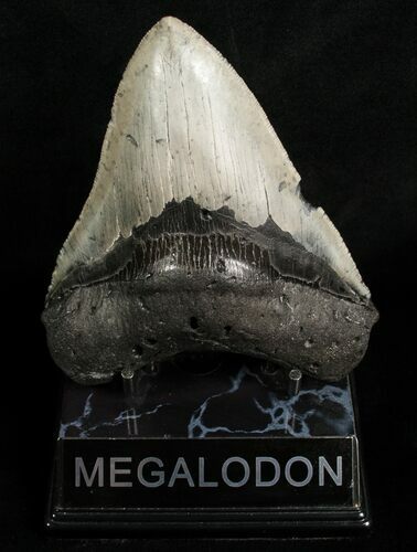 Venice Beach Megalodon Tooth #6316